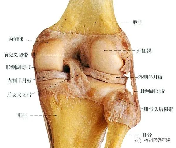 半月板定義